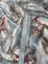 рыбец каспийский икряной с/м 16+  в Кизляре