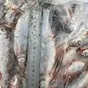 рыбец каспийский икряной с/м 16+  в Кизляре 3